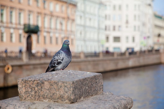 Pigeon on the street of St. Petersburg in the morning.