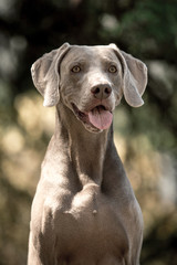portrait amaizing cool veimoranner in the park
