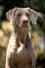 portrait amaizing cool veimoranner in the park