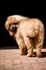 amaizing Tibetan mastiff dog stay in the sunny park
