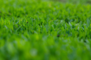 green grass background
