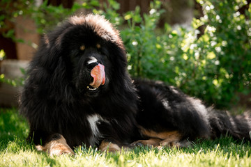 cool Tibetan mastiff dog lay in the sunny park in bush