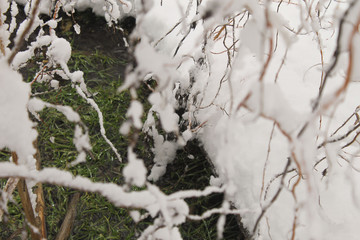 Beautiful tree in the snow over the river