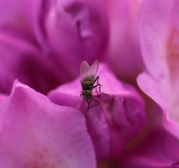 Fly immersed in rhododendron flowers
