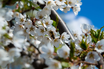 spring, flower, tree, blossom, white, nature, cherry, branch, green, bloom, flowers, blooming, plant, sky, leaf, flora, beauty, garden, plum, blue, petal, beautiful, apple, season, floral