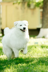 amazing dog morema run on grass in sunshine