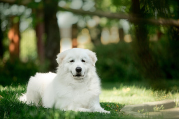 amazing dog morema lay on grass in sunshine