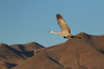 Sandhill Crane at Bosque del Apache