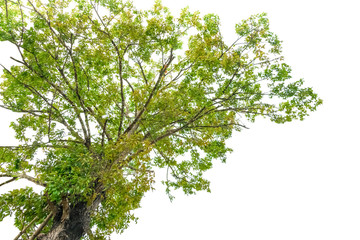 Fototapeta premium tree and leaf beautiful on white background