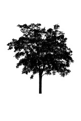 Fototapeta premium tree silhouettes beautiful on white background