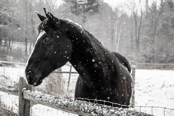 Black horse standing behind wooden fence during winter snowfall