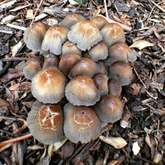 Mushrooms
