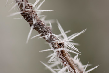 Macro view of tree branches with needle frost on it