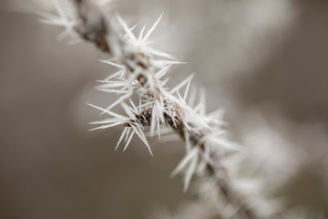 Macro view of tree branches with needle frost on it