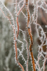 Macro view of tree branches with needle frost on it