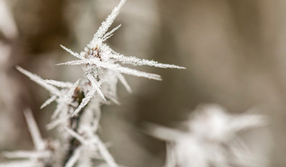 Macro view of tree branches with needle frost on it