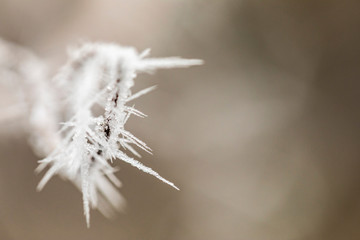 Macro view of tree branches with needle frost on it