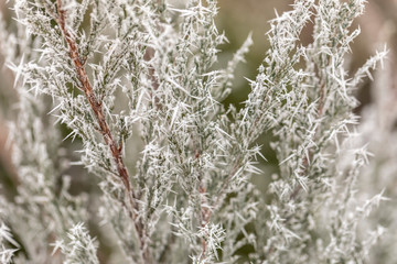 Macro view of tree branches with needle frost on it