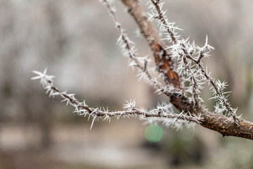 Macro view of tree branches with needle frost on it