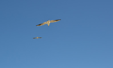 wings in the sky