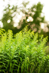 Wild Green Summer Grass In Bokeh, Boke. Greenery, Green Color