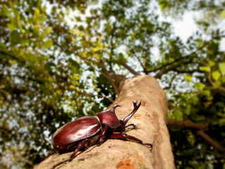 Closeup Rhinoceros beetle, Rhino beetle, Hercules beetle, Unicorn beetle