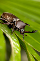 Closeup Rhinoceros beetle, Rhino beetle, Hercules beetle, Unicorn beetle
