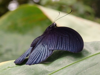 Schwarz schillernder Schmetterling