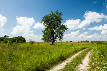 Fototapeta na wymiar Lonely tree, meadow and road