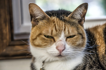 Young Cat; Tortoiseshell