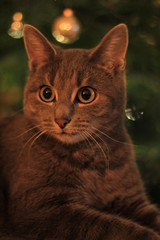 Katze mit Weihnachtsbaum