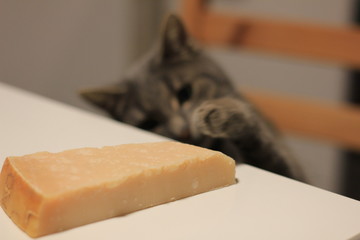 Katze will den Parmesan essen
