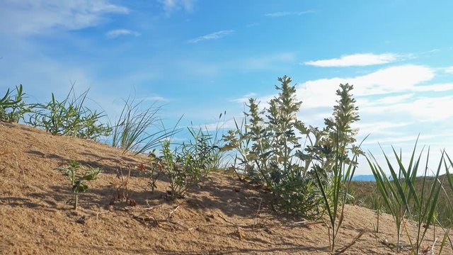 Grass Sagebrush In Mongolian Sand Desert Environment. Mongolia.