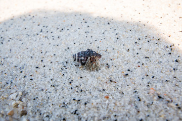 hermit crab