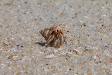 hermit crab