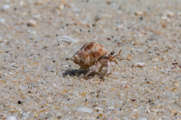 hermit crab