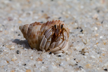 hermit crab