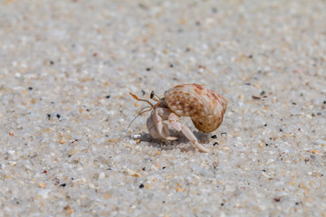 hermit crab