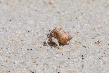 hermit crab