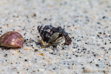 hermit crab