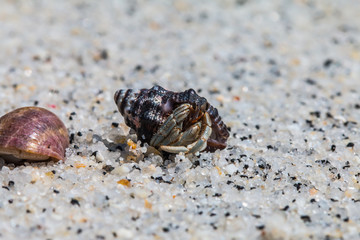 hermit crab