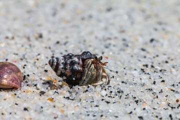 hermit crab
