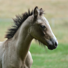 Obraz premium Portrait de poulain .