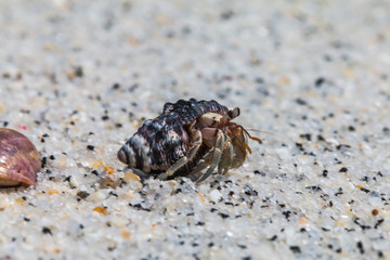 hermit crab