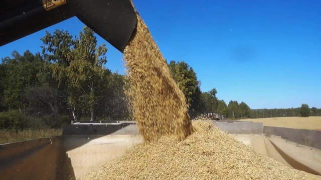 Pouring corn grain into tractor trailer after harvest. Slowmotion, 240P. 