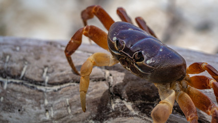 Hairy Leg Mountain Crab Crawling On Stone 