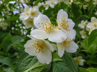 Naklejka na ściany i meble close up of jasmine flowers in a garden