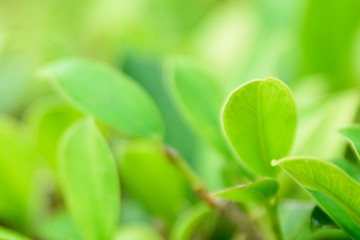 Closeup nature green background leaf blurred and natural plants branch in garden at summer under sunlight concept design wallpaper view with copy space add text.
