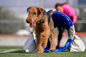 One-year-old Airedale Terrier trains in agility, overcoming various obstacles on the grass field