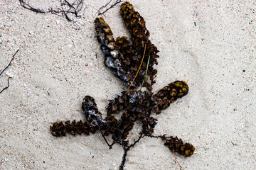 weed on sand